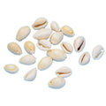 Sea shell 12 pcs